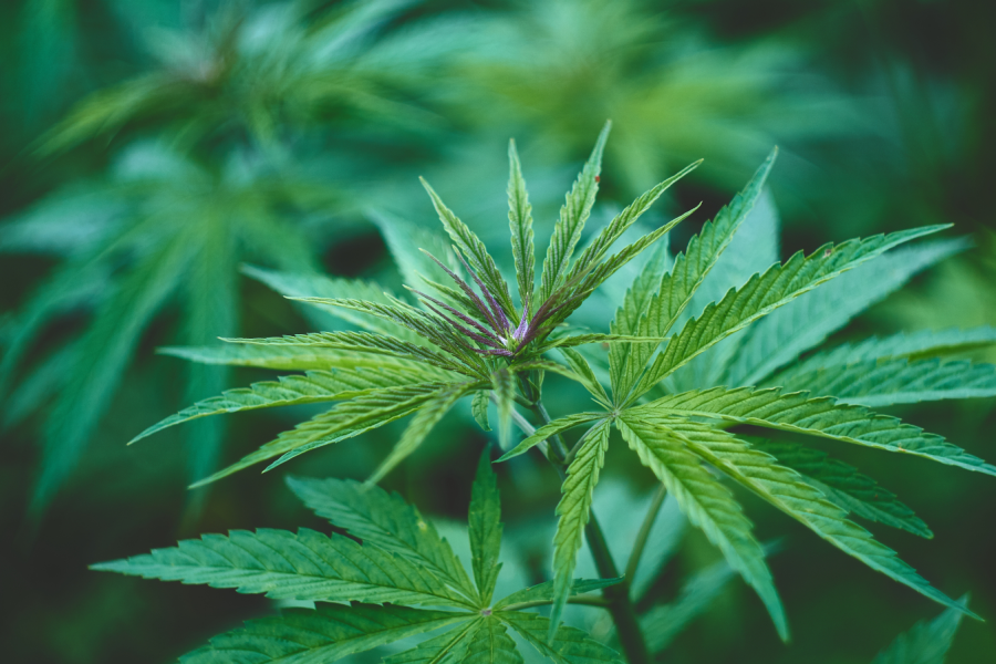 Multiple Laws, One Plant: Washington Is Still Talking in Circles on Cannabis Multiple Laws, One Plant: Washington Is Still Talking in Circles on Cannabis