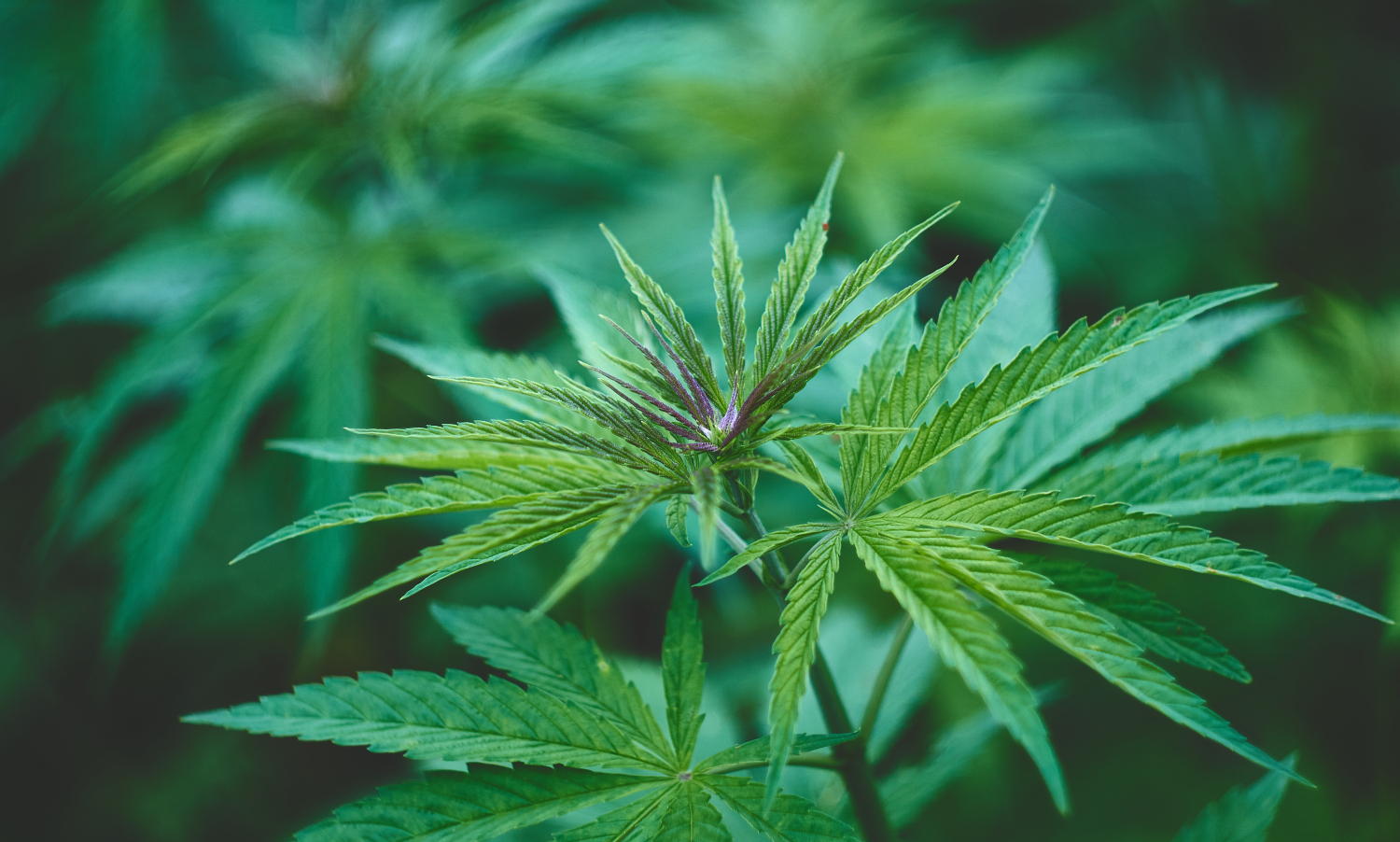 Multiple Laws, One Plant: Washington Is Still Talking in Circles on Cannabis