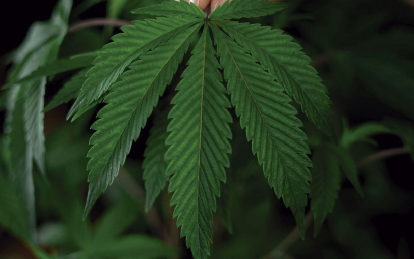 Brazil: Experts call for increased THC limits in industrial hemp to better suit the tropical climate Brazil: Experts call for increased THC limits in industrial hemp to better suit the tropical climate