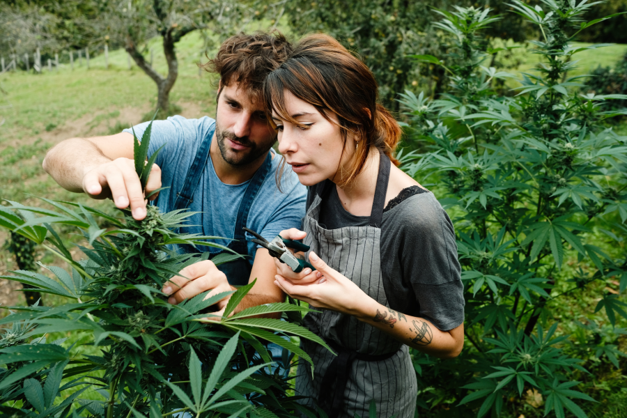 Beyond the Transaction: How Seedsman is Tapping into Macro Trends to Redefine the Cannabis Retail Experience
