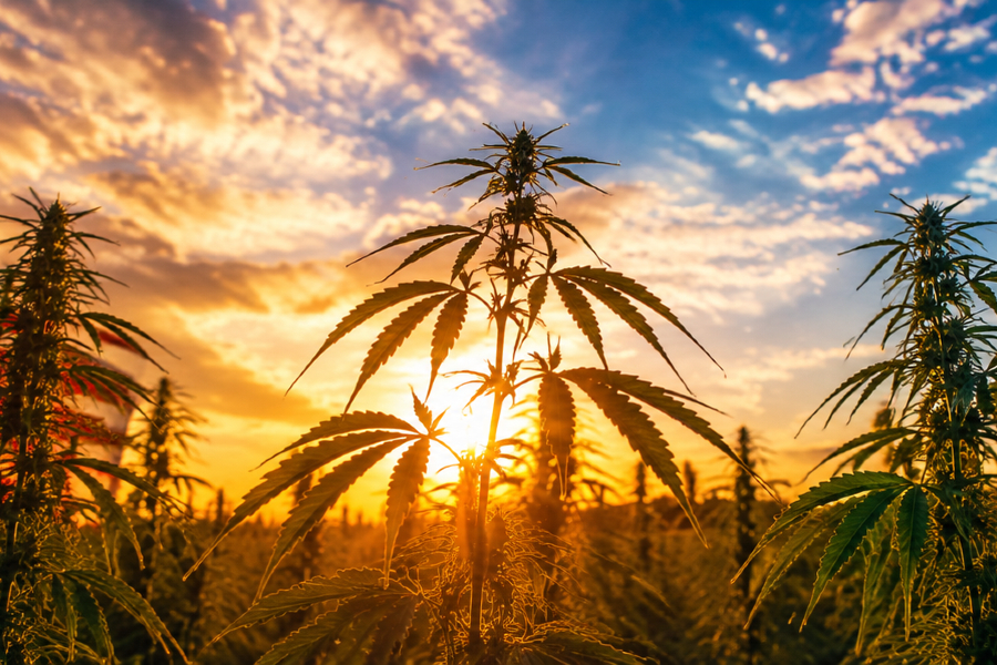 America at 250: It’s Time to Bring Hemp Home