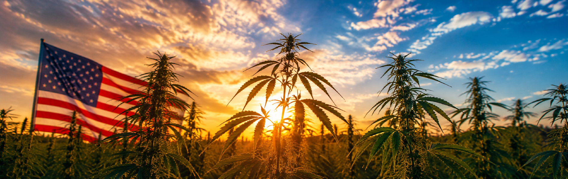 America at 250: It’s Time to Bring Hemp Home