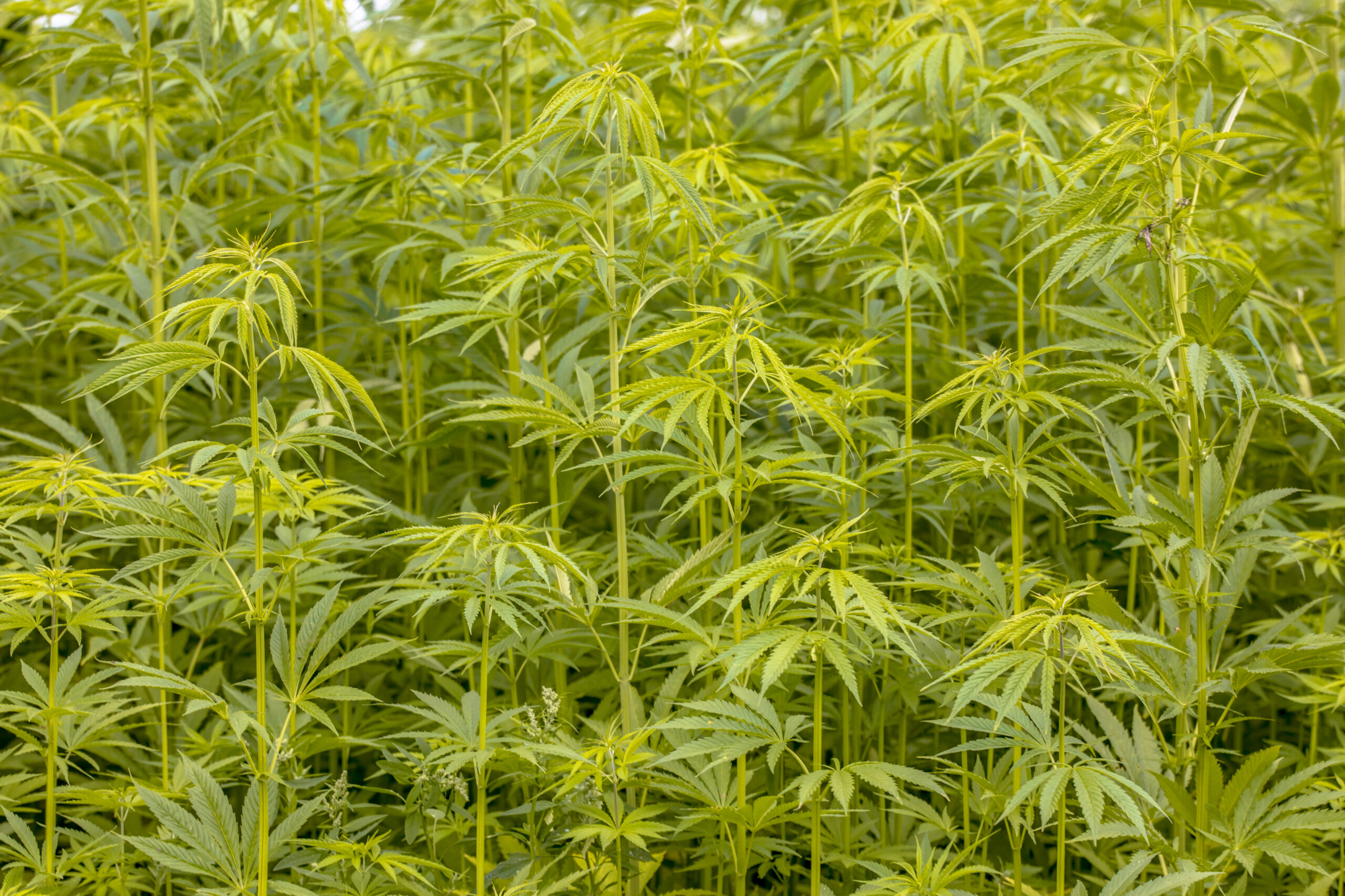 America’s Manufacturing Future Starts With Industrial Hemp America’s Manufacturing Future Starts With Industrial Hemp